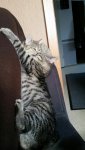 IMG-20161124-WA0042-459x816.jpeg