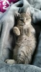 IMG-20161124-WA0073-459x816.jpeg