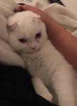 lola.jpg