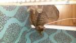 IMG-20170321-WA0000.jpg