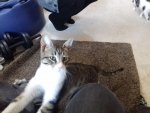 IMG-20170411-WA0005.jpg IMG-20170411-WA0005.jpg