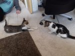 IMG-20170411-WA0007.jpg IMG-20170411-WA0007.jpg