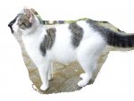 Fundkater.jpg