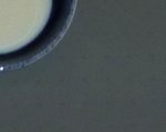 Bonny Futtermatte detail.jpg
