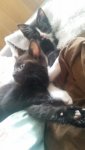 katzen1.jpg katzen1.jpg