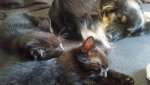 katzen 2.jpg