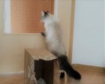 Filou-3.jpg
