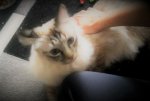 Filou-4.jpg