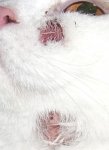 Katze 3.jpg
