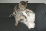 Katzenkämpfchen.JPG