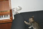 Katzenkämpfchen 2.JPG