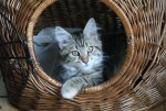 Katzenschönheit.jpg