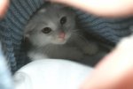 Eisbärbaby.jpg