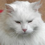 peluche_150.jpg