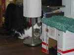 Hinky_Enzo_kuscheln2web.jpg