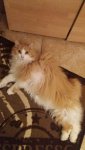 IMG-20171213-WA0006.jpg IMG-20171213-WA0006.jpg