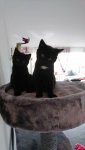 IMG-20171111-WA0006.jpg