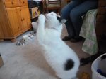 kimba2.jpg