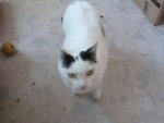 kimba1.jpg