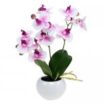 Orchideen_im_Topf_H30cm_W_Rosa_135744_81.jpg