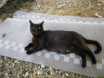 Mitzi7.jpg