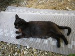 Mitzi8.jpg