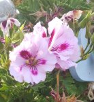 rps20180824_184720.jpg