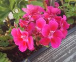 rps20180824_184702.jpg