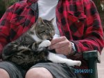 Katze Nuckelt Am Finger