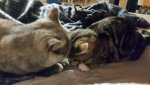 IMG-20181104-WA0012.jpg