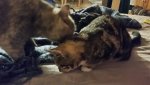 IMG-20181104-WA0009.jpg