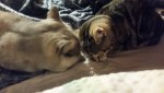 IMG-20181104-WA0011.jpg