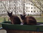 katze2.jpeg
