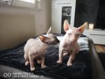 IMG-20190916-WA0012.jpg IMG-20190916-WA0012.jpg