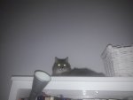 Fiona.jpg