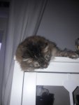 Fiona_Vitrine_3.jpg