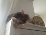 Fiona_Vitrine_4.jpg