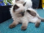 Kira&Kimba 25.04.2010 085.jpg
