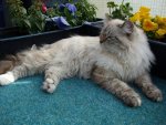 Kira&Kimba 25.04.2010 086.jpg