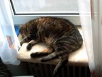 Faule-Cleo-des-Monats-April-klein.jpg
