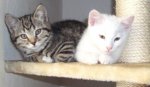 Josie und Cloud.jpg