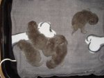 DSC09289.JPG