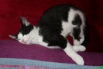 katzenA016.jpg