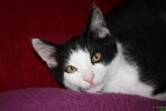 katzenA017.jpg
