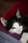 katzenA018.jpg