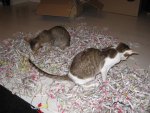 IMG_1688.jpg