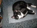 kosmo-anzeige.jpg