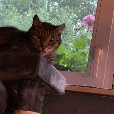 Kaliummangel Bei Katzen Symptome