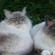 Prilium Dosierung Katze