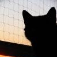 Katze Zwangsernähren Spritze